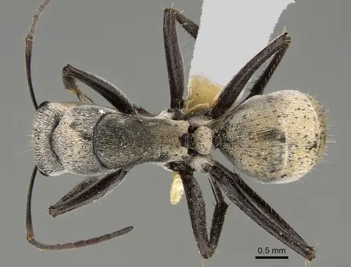 Camponotus bigenus specimen