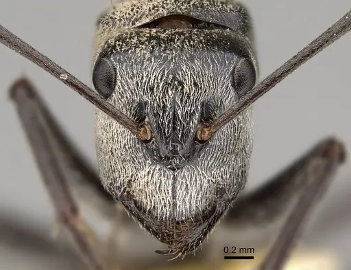 Camponotus bigenus specimen