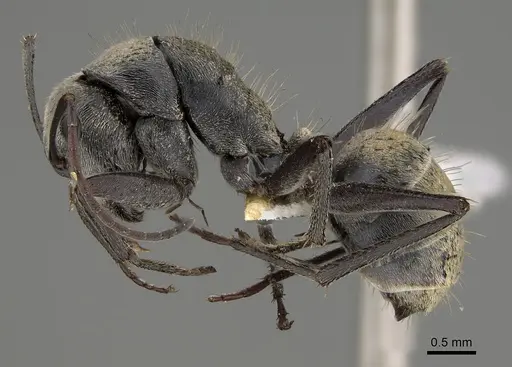 Camponotus bigenus specimen