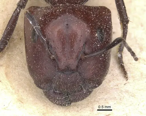 Camponotus bigenus - CASENT0911751