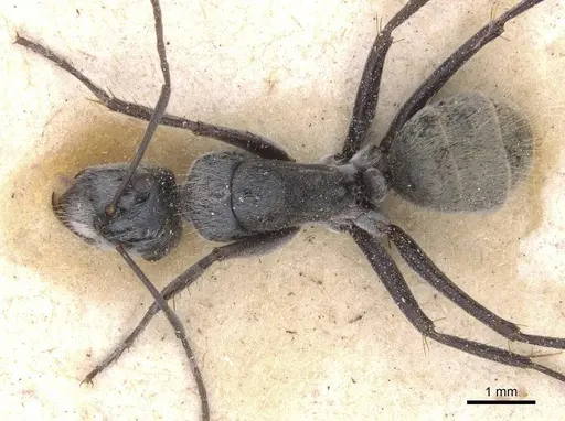 Camponotus bigenus - CASENT0911752