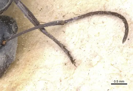 Camponotus bigenus - CASENT0911752