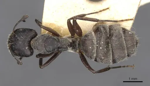 Camponotus binghamii specimen
