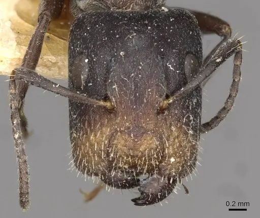 Camponotus binghamii specimen
