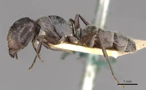Camponotus binghamii specimen