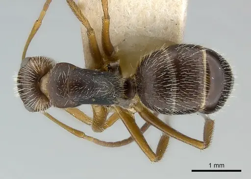 Camponotus biolleyi specimen