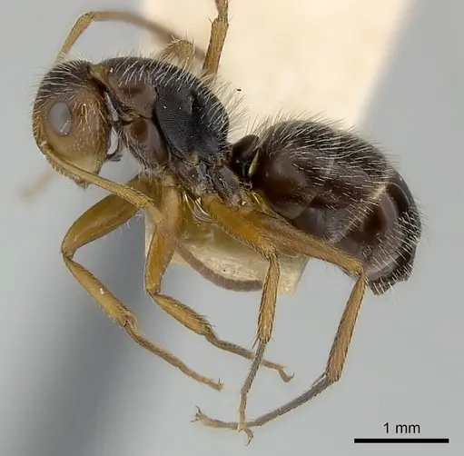 Camponotus biolleyi specimen