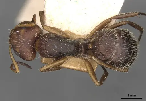 Camponotus biolleyi - CASENT0910684