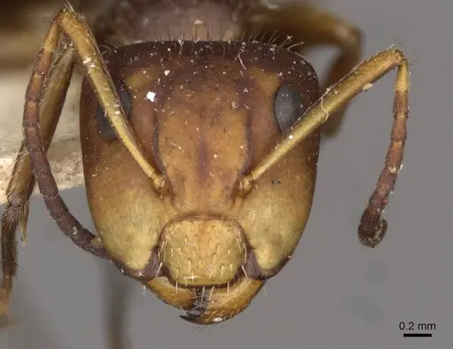 Camponotus biolleyi - CASENT0910684
