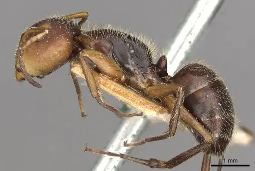 Camponotus biolleyi - CASENT0910684