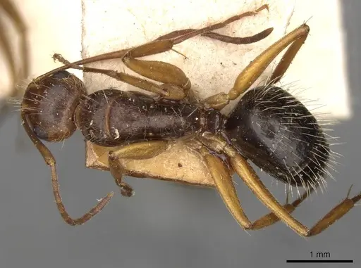 Camponotus biolleyi - CASENT0910685