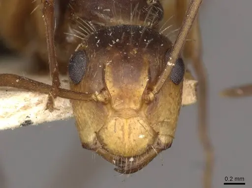 Camponotus biolleyi - CASENT0910685