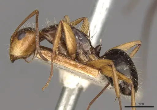 Camponotus biolleyi - CASENT0910685