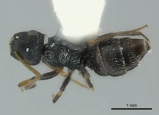 Camponotus bispinosus specimen