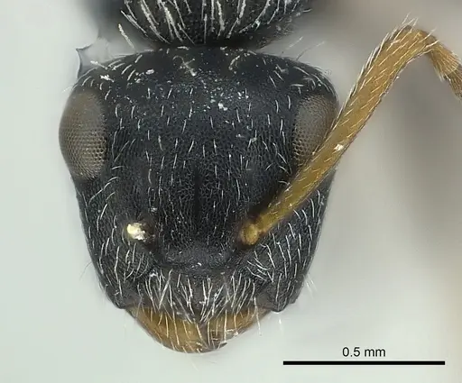 Camponotus bispinosus specimen