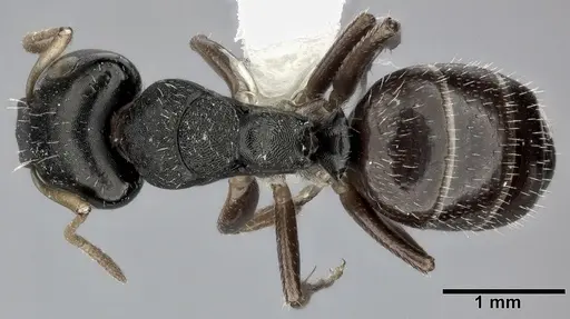 Camponotus bispinosus - CASENT0246656