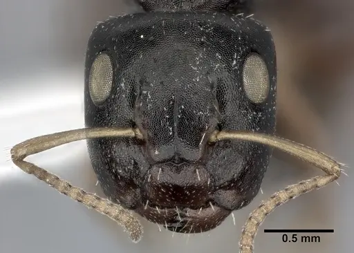 Camponotus bispinosus - CASENT0246656