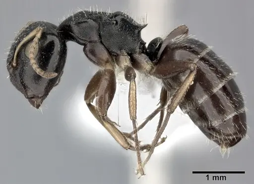 Camponotus bispinosus - CASENT0246656