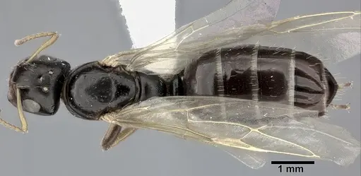 Camponotus bispinosus - CASENT0246657