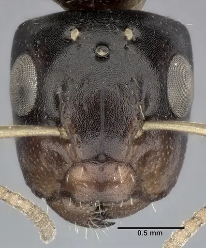 Camponotus bispinosus - CASENT0246657