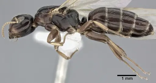 Camponotus bispinosus - CASENT0246657
