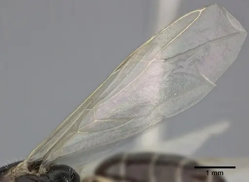 Camponotus bispinosus - CASENT0246657