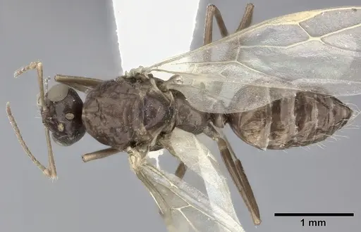 Camponotus bispinosus - CASENT0246658