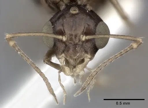 Camponotus bispinosus - CASENT0246658