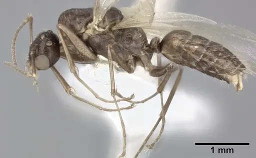 Camponotus bispinosus - CASENT0246658