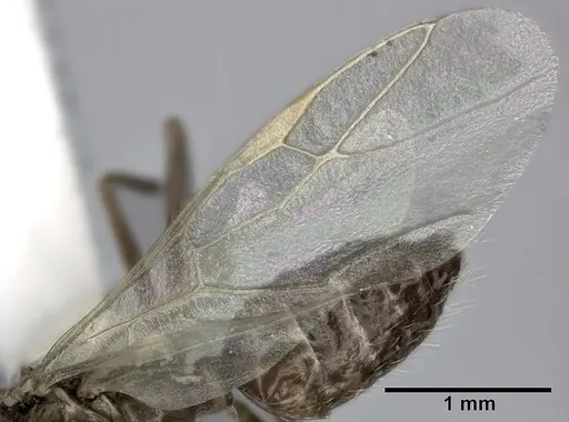 Camponotus bispinosus - CASENT0246658