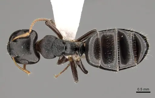 Camponotus bispinosus - CASENT0280146