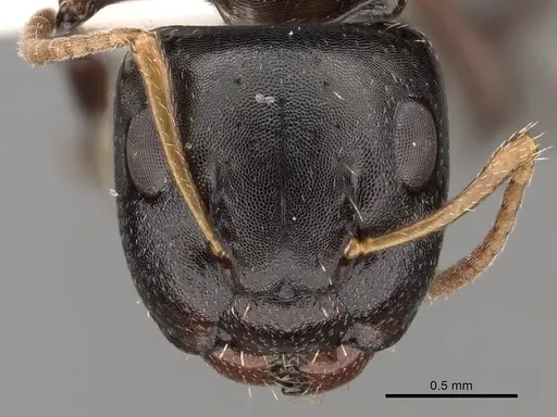 Camponotus bispinosus - CASENT0280146