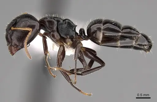 Camponotus bispinosus - CASENT0280146