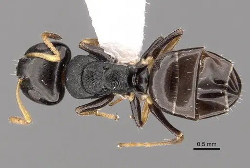 Camponotus bispinosus - CASENT0280147