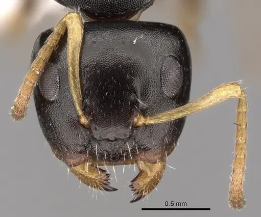 Camponotus bispinosus - CASENT0280147