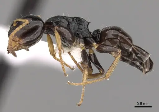 Camponotus bispinosus - CASENT0280147