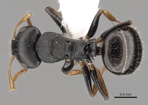 Camponotus bispinosus - CASENT0280148