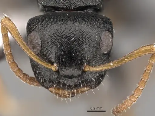 Camponotus bispinosus - CASENT0280148
