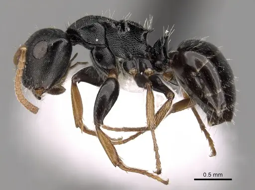 Camponotus bispinosus - CASENT0280148