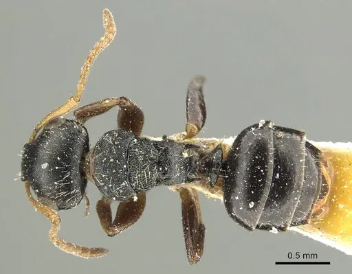 Camponotus bispinosus - CASENT0915781
