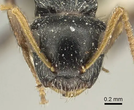 Camponotus bispinosus - CASENT0915781