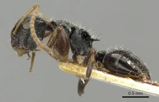 Camponotus bispinosus - CASENT0915781