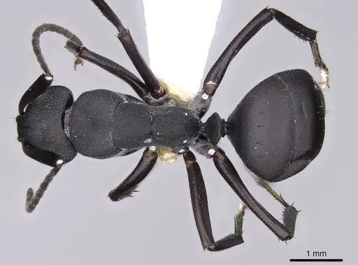 Camponotus bituberculatus specimen