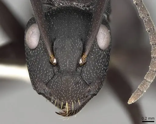 Camponotus bituberculatus specimen