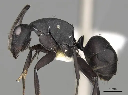 Camponotus bituberculatus specimen