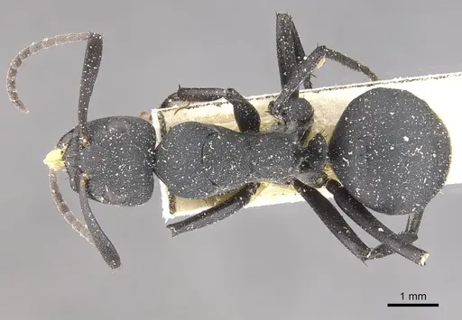 Camponotus bituberculatus - CASENT0910465