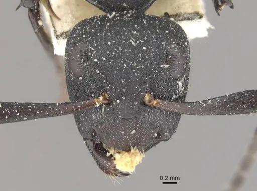 Camponotus bituberculatus - CASENT0910465