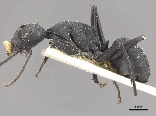 Camponotus bituberculatus - CASENT0910465