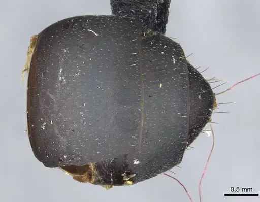 Camponotus bituberculatus - CASENT0913705