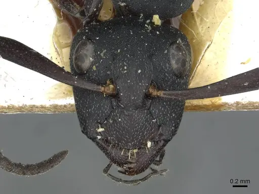 Camponotus bituberculatus - CASENT0913705